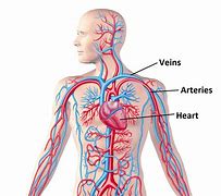 Image result for Arteries in Circulatory System