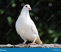 Image result for White Dove with Olive Branch