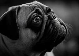 Image result for Thanksgiving Pug Black and White