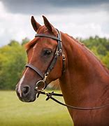 Image result for Riding Bridle