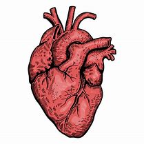 Image result for Realistic Heart Vector