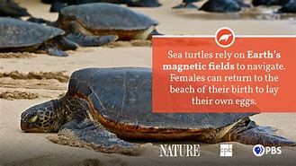 Image result for Sea Turtle Fact Sheet