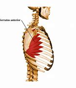 Image result for Serratus Anterior Referred Pain