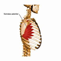 Image result for Serratus Anterior Muscle محمد صلاح