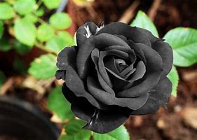 Image result for Black Rose Bushes