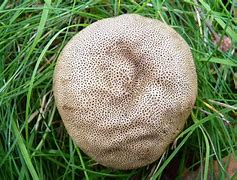 Image result for Scleroderma Fungus