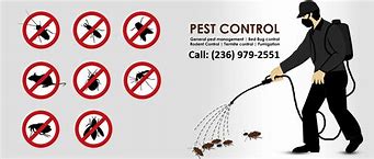 Image result for Pest Control Services Images