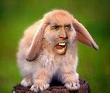 Image result for Nicolas Cage Bunny Meme