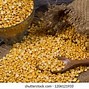 Image result for Chana Dal Raw