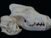 Image result for Wolf Skull vs Dog Skull