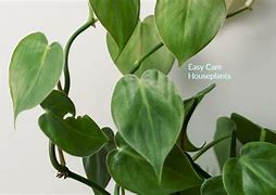 Image result for Aerial Roots