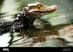 Image result for Alligator Swamp