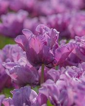 Image result for Blue Tulip Bulbs