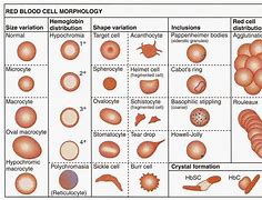 Image result for RBC Fragments