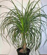 Image result for Small Indoor Tree Plant