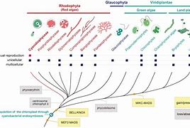 Image result for Red Algae Labelled Diagram