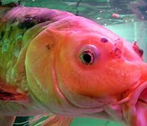 Image result for Aqua Fish