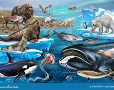 Image result for Tundra Fauna