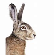 Image result for Hare Portrait