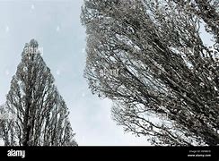 Image result for Tree Bark From Worms Eye View