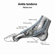 Image result for Lateral Ankle Retinaculum