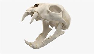 Image result for Tiger Skull Closed Mouth