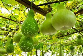 Image result for A Gourd