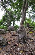 Image result for Lombok Monkey Forest