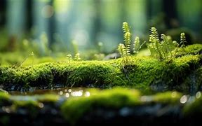 Image result for Log Covered in Moss