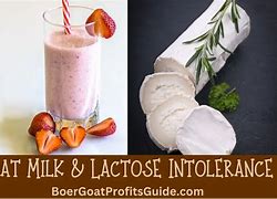 Image result for Goat Milk Lactose