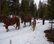 Image result for Draft Horse Logging