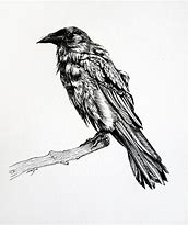 Image result for Raven Art Drawing