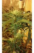 Image result for BC Kush Strain