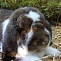 Image result for French Rabbit