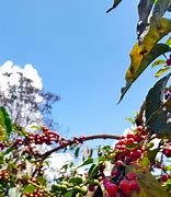 Image result for Coffee Farm Entrance