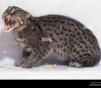 Image result for Cat Hissing Side View