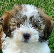 Image result for Cute Havanese Puppies