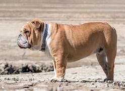 Image result for Muscular Dog