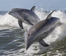 Image result for Flat Nose Dolphin