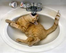 Image result for Drip Small Cat