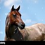 Image result for Blue Roan Horse Saddled