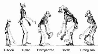 Image result for Ape Species List