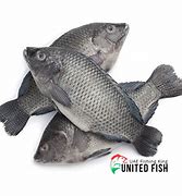 Image result for King Fish Tilapia