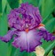 Image result for Bearded Iris by Name