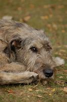 Image result for Irish Wolfhound