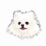 Image result for Grumpy Pomeranian