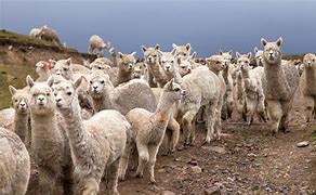 Image result for Llama Herd