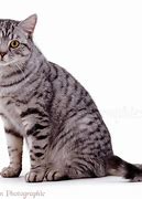 Image result for Female Tabby Cat