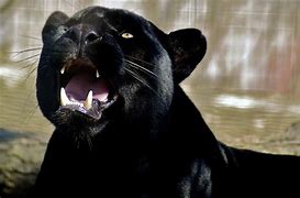 Image result for Roara Panthera