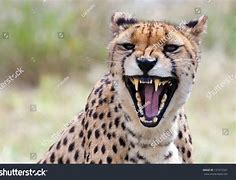 Image result for Scary Cheetah Teeth